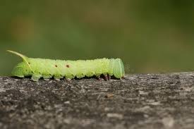 Attēlu rezultāti vaicājumam “Laothoe populi larva”