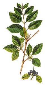 Attēlu rezultāti vaicājumam “Rhamnus cathartica”