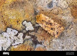 Attēlu rezultāti vaicājumam “Conistra rubiginea”