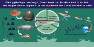 Image result for Merlangius merlangus