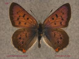 Attēlu rezultāti vaicājumam “Lycaeniinae”