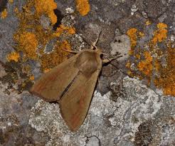 Attēlu rezultāti vaicājumam “Mythimna sp.”