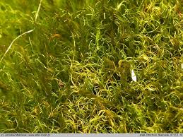 Attēlu rezultāti vaicājumam “Ditrichum flexicaule”