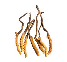 Attēlu rezultāti vaicājumam “Cordyceps”