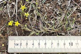 Attēlu rezultāti vaicājumam “Ranunculus flammula bud”