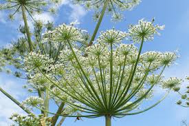 Attēlu rezultāti vaicājumam “Heracleum sosnowskyi flower”