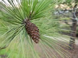 Attēlu rezultāti vaicājumam “Pinus ponderosa”