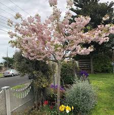 Attēlu rezultāti vaicājumam “Prunus (sakura)”