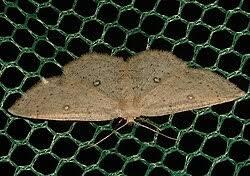 Attēlu rezultāti vaicājumam “Cyclophora albipunctata”