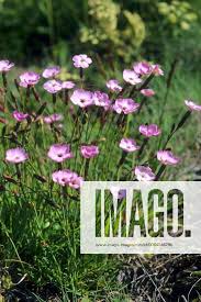 Image result for Steinnelke