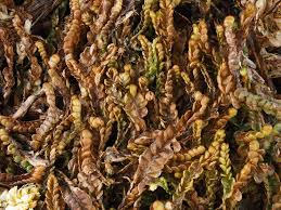 Attēlu rezultāti vaicājumam “Odontoschisma denudatum cells”