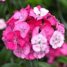 Image result for Dianthus barbatus