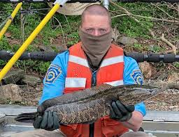 Image result for The Lancaster Fish