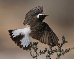 Image result for Oenanthe pleschanka