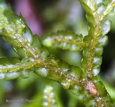 Attēlu rezultāti vaicājumam “Porella cordaeana”