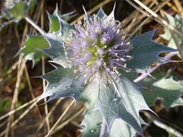 Attēlu rezultāti vaicājumam “Eryngium maritimum leaf”
