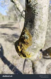 Attēlu rezultāti vaicājumam “Xanthoriicola physciae”