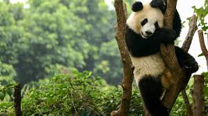 Image result for pandas