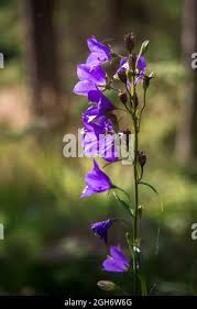 Attēlu rezultāti vaicājumam “Campanula persicifolia bud”