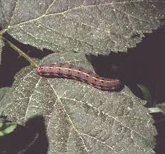 Attēlu rezultāti vaicājumam “Orthosia miniosa imago”