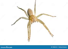 Attēlu rezultāti vaicājumam “Pisauridae”