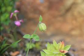 Attēlu rezultāti vaicājumam “Silene tatarica bud”