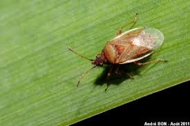 Attēlu rezultāti vaicājumam “Kleidocerys resedae”