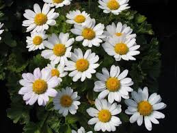 Image result for Chrysanthemum ptarmiciflorum