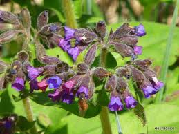 Image result for Lungenkraut