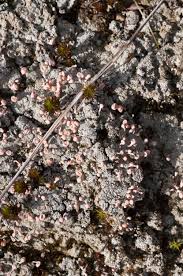 Attēlu rezultāti vaicājumam “Dibaeis baeomyces”