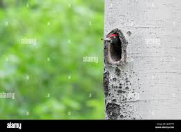 Attēlu rezultāti vaicājumam “Dryocopus martius nest”