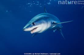 Image result for Isurus oxyrinchus