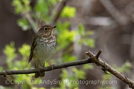 Image result for Catharus ustulatus