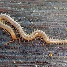 Attēlu rezultāti vaicājumam “Geophilidae”