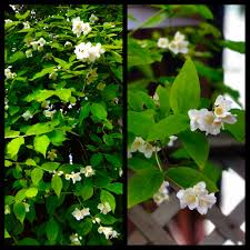 Attēlu rezultāti vaicājumam “Philadelphus lemoinei flower”