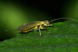 Attēlu rezultāti vaicājumam “Raphidioptera imago”