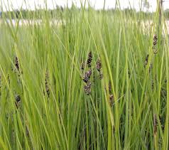 Attēlu rezultāti vaicājumam “Carex buxbaumii”