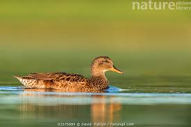 Attēlu rezultāti vaicājumam “Anas strepera female”