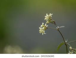 Attēlu rezultāti vaicājumam “Vincetoxicum hirundinaria flower”