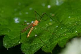 Attēlu rezultāti vaicājumam “Limoniidae”