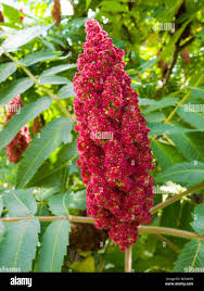 Attēlu rezultāti vaicājumam “Rhus typhina flower”