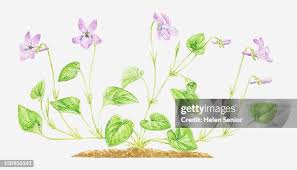 Attēlu rezultāti vaicājumam “Viola reichenbachiana leaf”