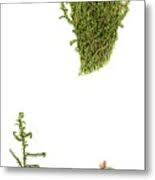 Attēlu rezultāti vaicājumam “Scorpidium cossonii”