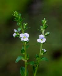 Attēlu rezultāti vaicājumam “Veronica serpyllifolia bud”