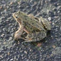 Attēlu rezultāti vaicājumam “Rana temporaria adult”