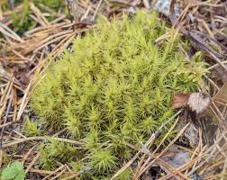 Attēlu rezultāti vaicājumam “Dicranum polysetum”