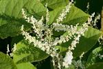 <b>Polygonum cuspidatum</b> (Japanese