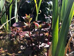 Attēlu rezultāti vaicājumam “Mentha aquatica”