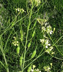 Attēlu rezultāti vaicājumam “Raphanus raphanistrum flower”