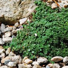 Image result for Thymus serpyllum